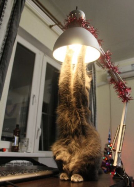 котэ лампочка