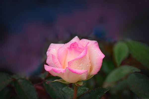 IMG 20200625 143821
