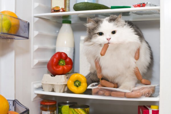 Cats Vienna sausage 494614