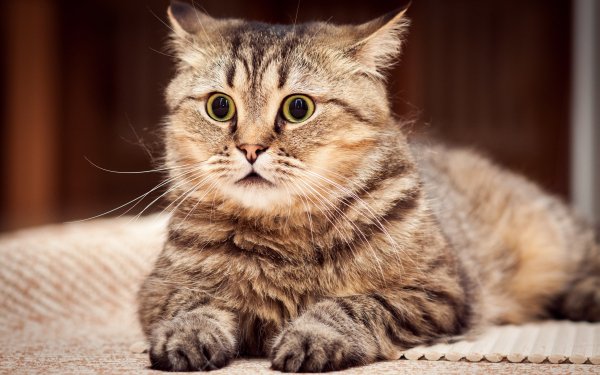 Котэ обои ПК