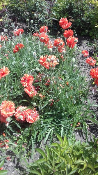file_90525961