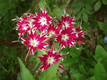 file_85269104