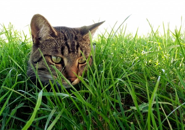 Кошка. (4)
