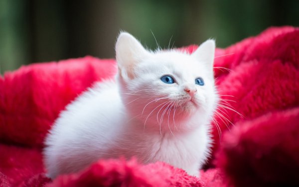 Cat Expressions