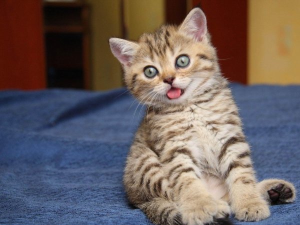 25-papik-pro-p-picture-of-a-funny-kitty-cat-27