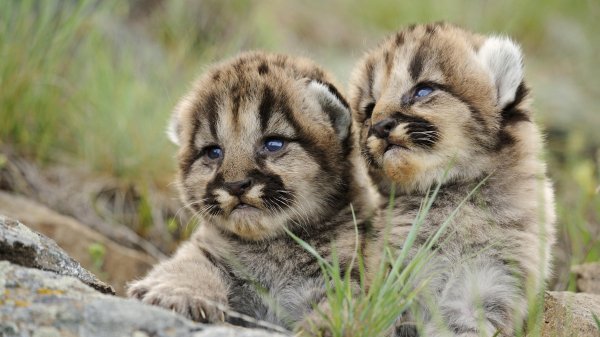Two-amazing-baby-animals-hd-wallpaper 3840x2160