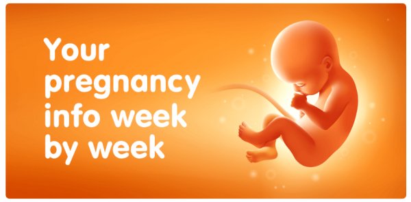 Pregnancy v3.91.0 Premium