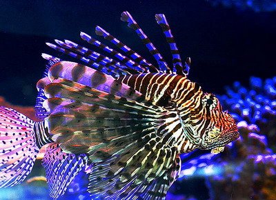 aquarium-fish-8