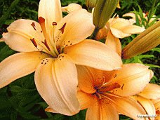 file_85274670