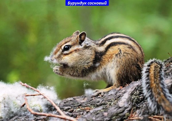 Бурундук сосновый