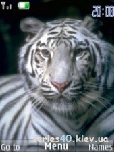 tiger1