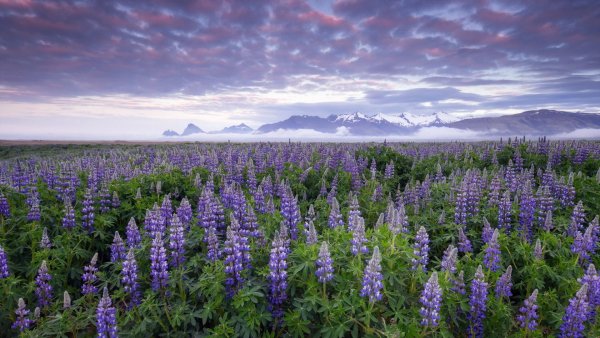 file_83415066