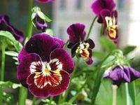 file_85274626