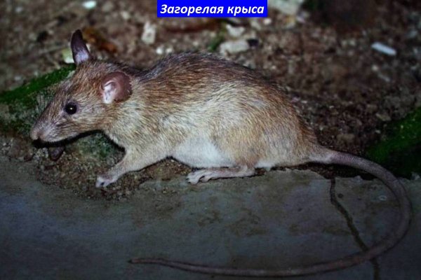 Крыса загорелая