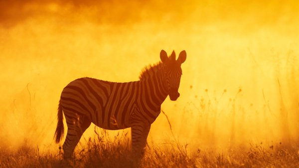 EquusQuagga ROW3735095884 UHD