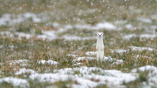 Горностай зимой Бавария Hermelin Schnee UHD обои 4К