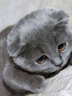 file_51806341