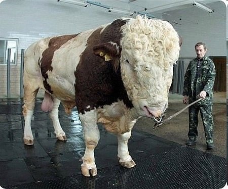 Бычара