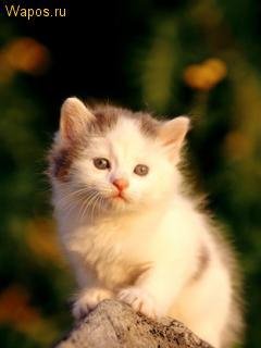 котята