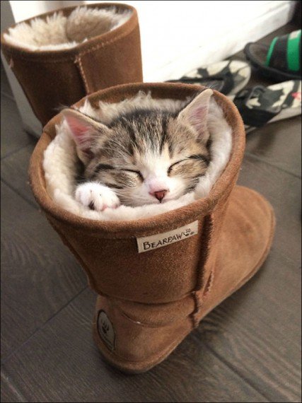 sleeping-kitten-010
