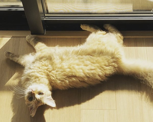 Кошка лаперм