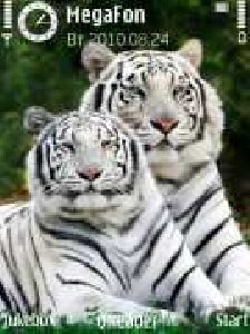 White Tigers