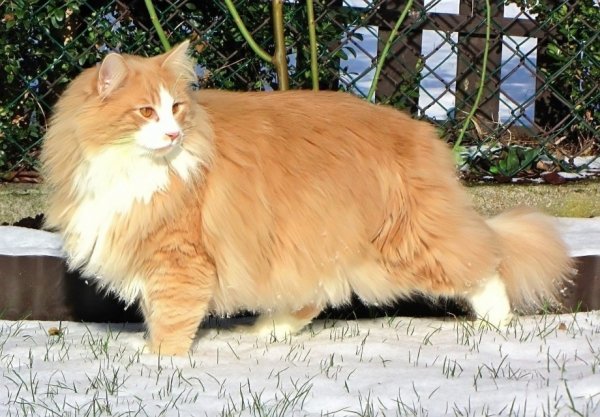 Норвежский кот (4)