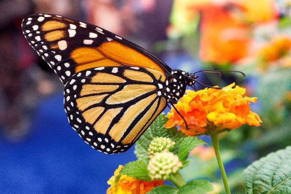 Butterflies 13