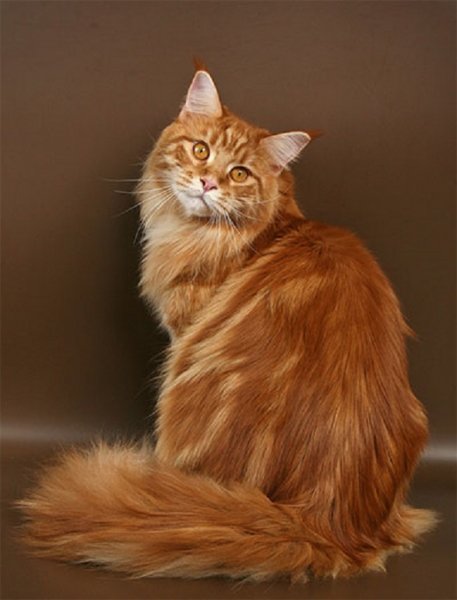 Кот