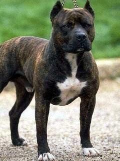 X2 Pitbul2