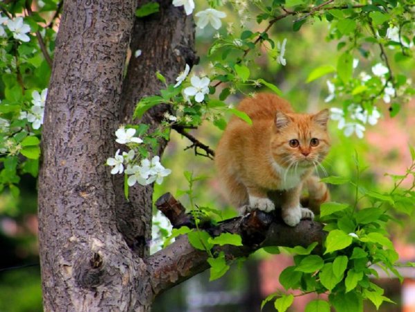Кот на дереве
