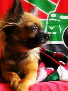LOKOdog... by LOKOgirl