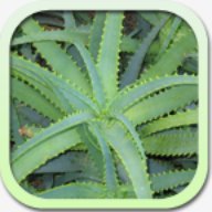 Каталог лекарственных растений 1.91