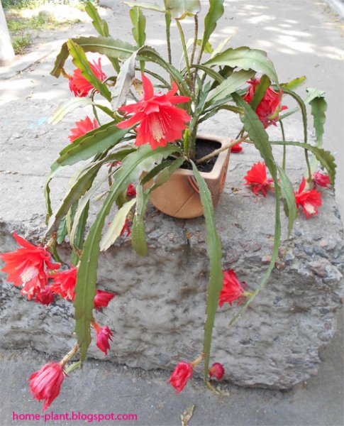 Epiphyllum-red