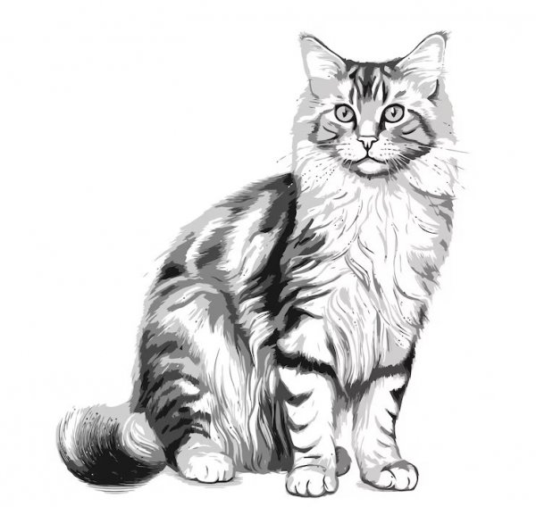 Кот(рисунок)