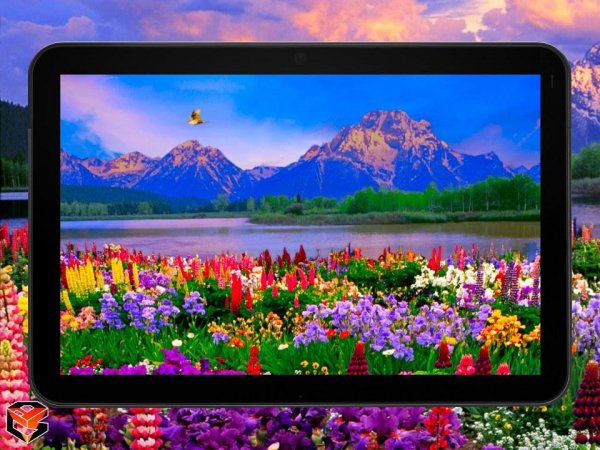 Valley Of Flowers LWP