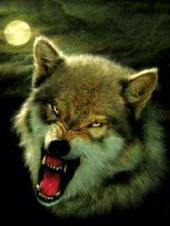 Volk