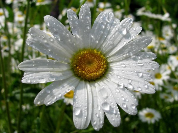 image (9)