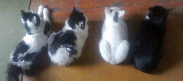 Мои котики