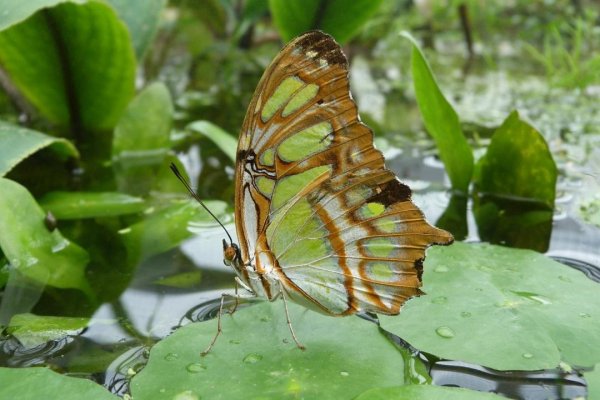Butterflies 6