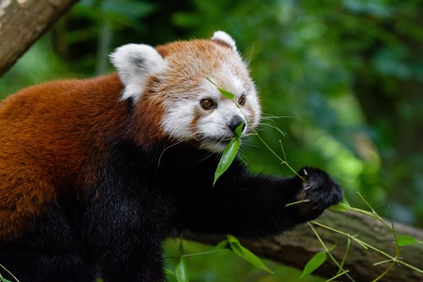 Morda-fon-krasnaia-panda-boke-malaia-panda-portret-derevo-tr