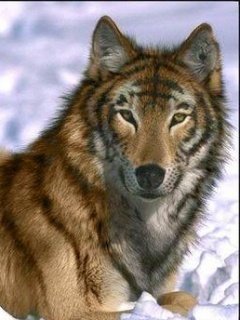 Foxy Tiger