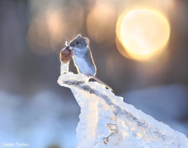 file_92512552