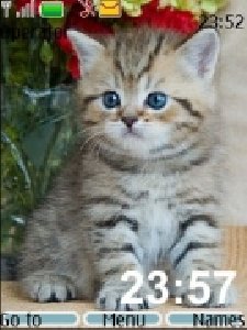 british kittens