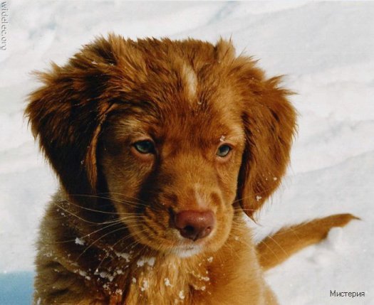 cute puppies 39