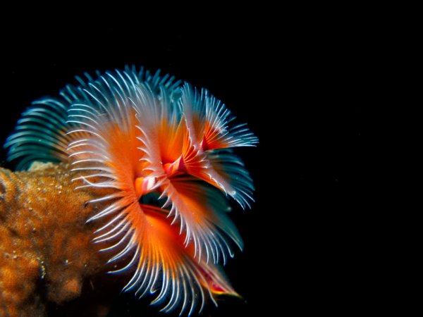 christmas-tree-worm-6.png.824x0 q71