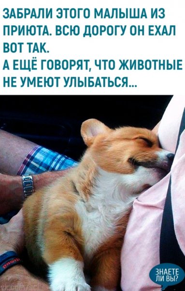 Щенок милота
