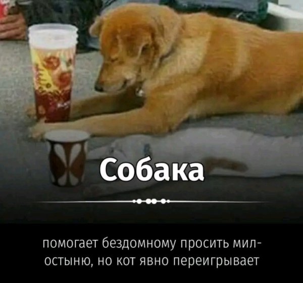 file_103296661