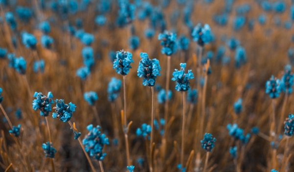 file_90086618