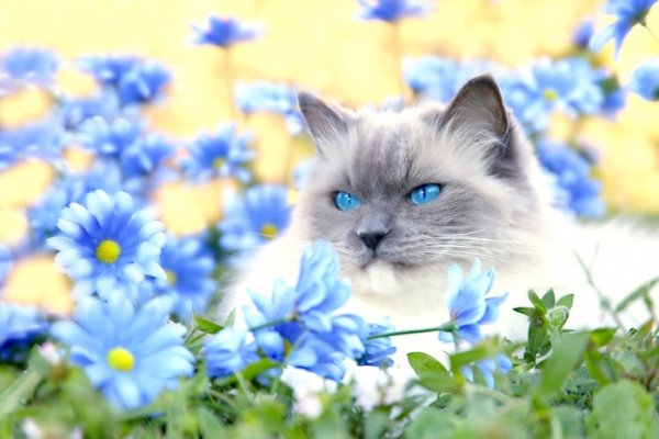 Голубоглазый кот